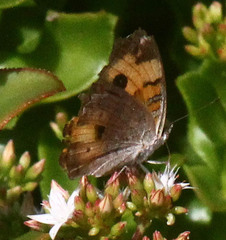 Junonia hierta