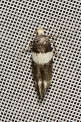 Recurvaria leucatella