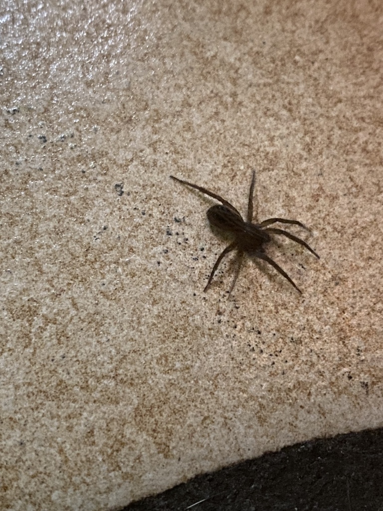 Marx pirate spider