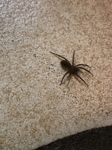 Marx pirate spider