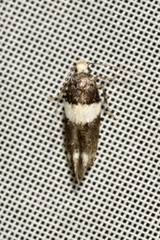 Recurvaria leucatella