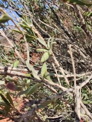 Eremophila youngii