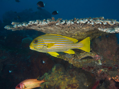Plectorhinchus polytaenia