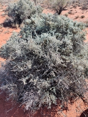 Cratystylis subspinescens