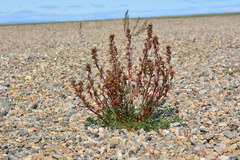 Artemisia borealis