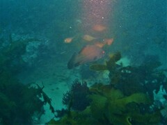 Psammoperca datnioides