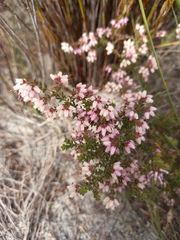 Erica interrupta