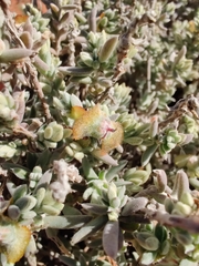 Maireana platycarpa