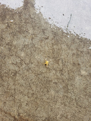 Mecaphesa carletonica