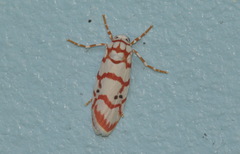 Cyana inconclusa