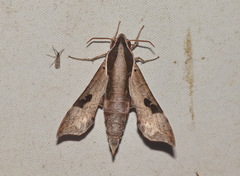 Enpinanga borneensis