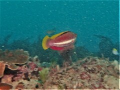 Pseudolabrus biserialis