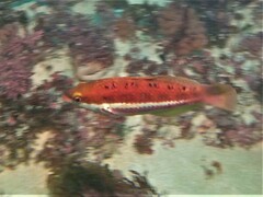 Pseudolabrus biserialis