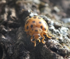 Henosepilachna sumbana