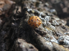 Henosepilachna sumbana