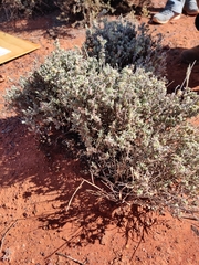 Maireana platycarpa