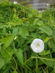Calystegia sepium