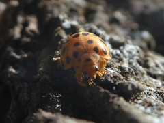 Henosepilachna sumbana