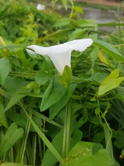 Calystegia sepium