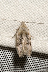 Altenia scriptella