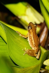 Afrixalus dorsimaculatus