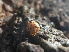 Henosepilachna sumbana