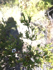 Diosma subulata