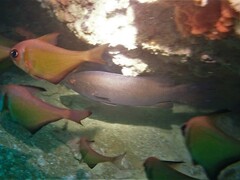 Psammoperca datnioides