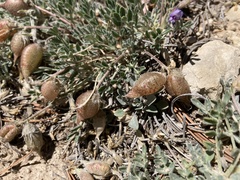 Astragalus limnocharis