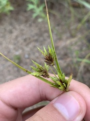 Cyperus schweinitzii