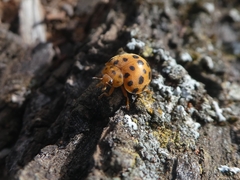 Henosepilachna sumbana