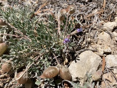 Astragalus limnocharis