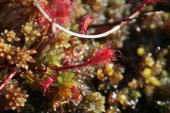 Drosera anglica
