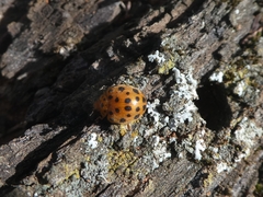 Henosepilachna sumbana