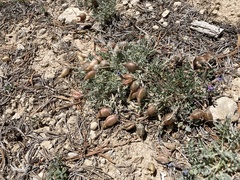 Astragalus limnocharis
