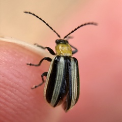 Acalymma trivittatum