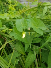 Calystegia sepium