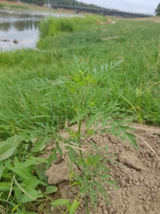 Ambrosia artemisiifolia