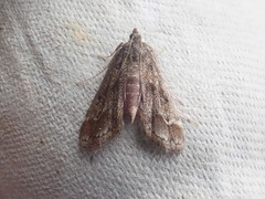 Parapoynx obscuralis