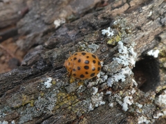 Henosepilachna sumbana