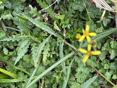 Senecio taitungensis