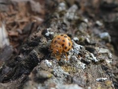 Henosepilachna sumbana