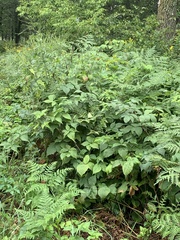 Rubus frondosus