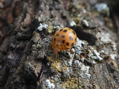 Henosepilachna sumbana