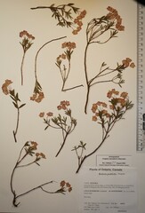 Kalmia polifolia