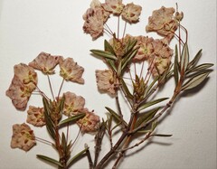 Kalmia polifolia