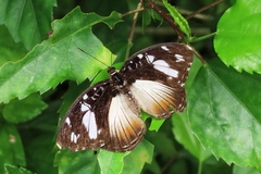 Aterica