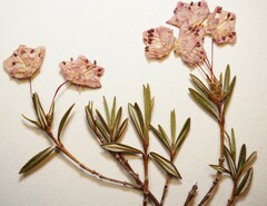 Kalmia polifolia