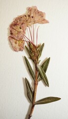 Kalmia polifolia