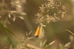 Isturgia limbaria